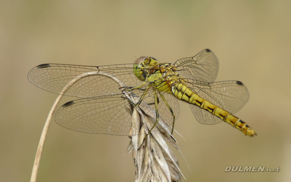 Moustached Darter (Female, Sympetrum vulgatum)